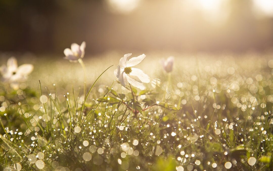 morning-4284120_1280