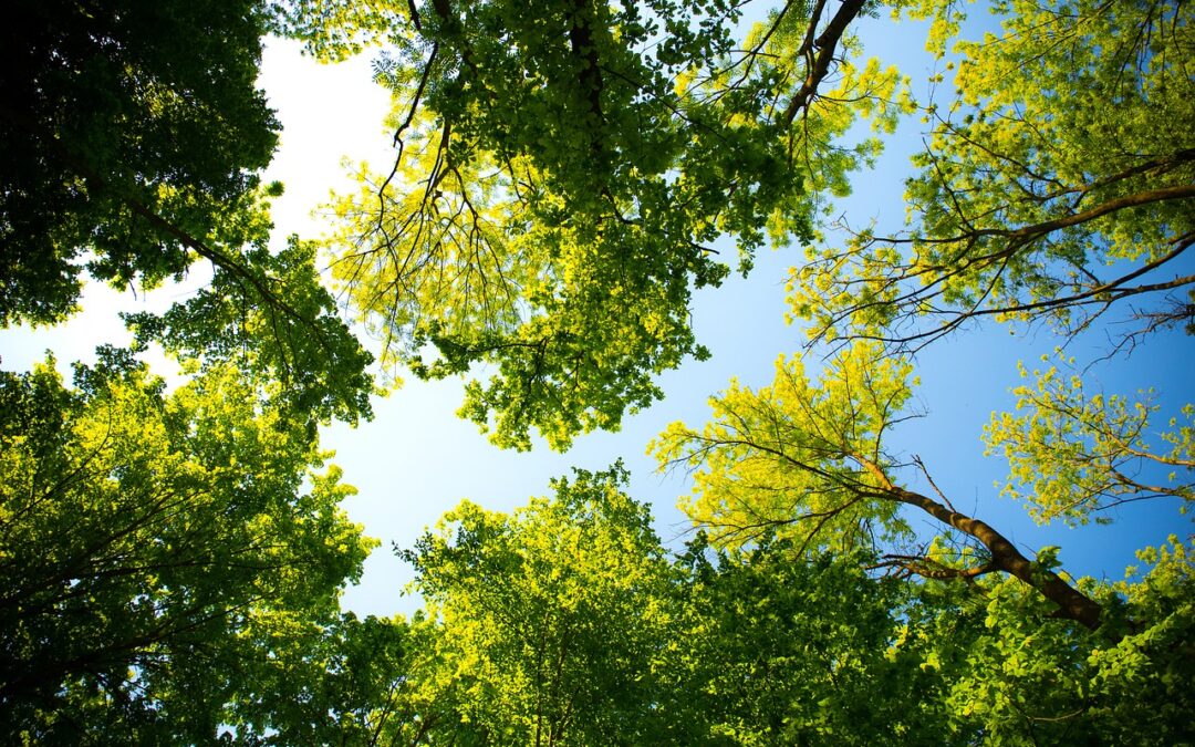 tree-3089993_1280